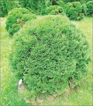  ??  ?? Arborvitae­s in tidy shapes such as globes are effective accent plants for landscape design.