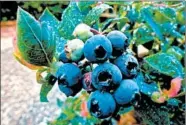  ??  ?? Growers without a lot of living space are choosing the dwarf varieties of their favorite plants, such as blueberry, making this one of 2020’s hottest gardening trends.