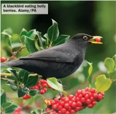  ?? ?? A blackbird eating holly berries. Alamy/PA
