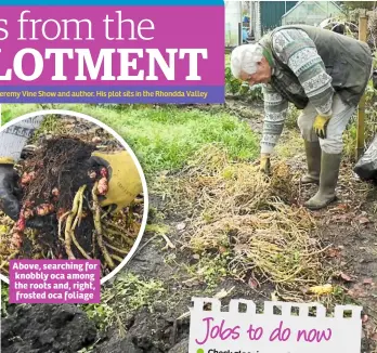  ??  ?? Above, searching for knobbly oca among the roots and, right, frosted oca foliage