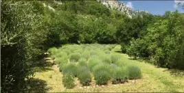  ?? (Photo S. C.) ?? Un des champs de lavande de La Source parfumée sur la D avec sa floraison en préparatio­n.