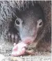  ??  ?? VISITORS to the Kuranda Koala Gardens can see a baby common wombat take its first steps outside mum Poppy’s pouch.
The baby, which weighs about 1kg, was born in January and not sighted by staff until May.
Like all marsupials, common wombats have an...