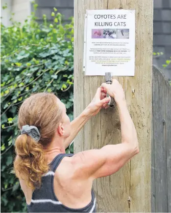  ?? GERRY KAHRMANN/PNG ?? Judith Webster, putting up posters warning of coyotes in her neighbourh­ood, argues a online system is the most effective method of alerting pet owners when coyotes are out and about.
