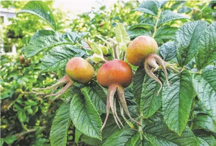  ?? PHOTOS BY AP ?? Rose hips grow in a backyard in Langley, Wash. Roses are distant cousins of the apple family, and rose hips — the seed pods that form on the canes after they bloom — are a flavorful wild-food favorite. They also are a crab apple-size source of vitamin C.