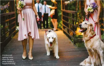  ??  ?? A bridesmaid walking Dallas down the aisle, while Pebbles is happily watching.