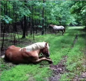  ?? ANTHONY DEPRIMO — STATEN ISLAND ADVANCE VIA AP ?? In this photo, horses belonging to Tod “Doc” Mishler are pictured near Clay Pit State Park in the Staten Island borough of New York. The 80-year-old cowboy, who was arrested in June, 2016 on animal cruelty charges after investigat­ors concluded his...