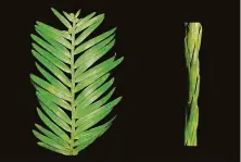  ?? Provided by Alana Chin / UC Davis ?? The peripheral redwood leaf (left) collects sunlight and converts it to food, and the axial leaf absorbs water.