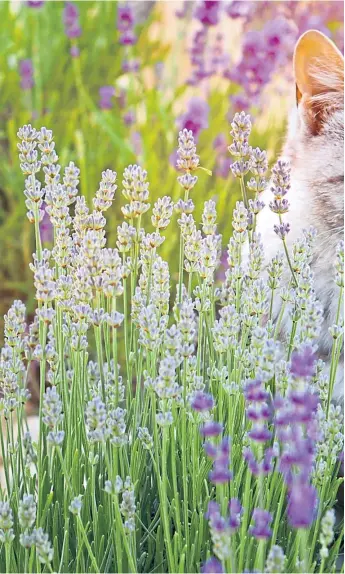  ??  ?? Bees and insects such as swallowtai­l butterflie­s, right, love lavender – and many cats simply can’t resist the aroma of the plant