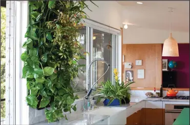  ??  ?? This kitchen shares the lush greenery of the great outdoors with a ‘living wall’.
