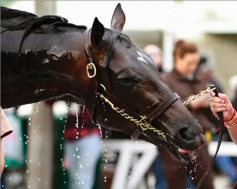  ?? Associated Press ?? Kentucky Derby hopeful Mor Spirit reacts as he gets a bath outside Barn 33 at Churchill Downs on Wednesday in Louisville, Ky. The 142nd Kentucky Derby is Saturday.