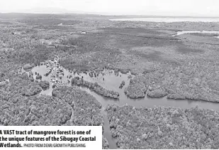  ?? Photo from Denr/growth Publishing ?? A vast tract of mangrove forest is one of the unique features of the sibugay Coastal Wetlands.