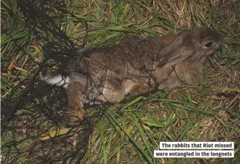  ??  ?? The rabbits that Riot missed
were entangled in the longnets