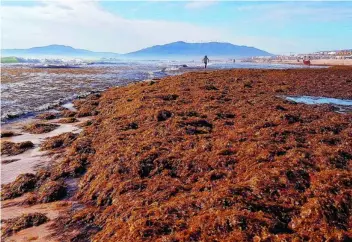  ?? FOTOS:EP Y LA RAZÓN ?? Alga asiática en la costa de Málaga