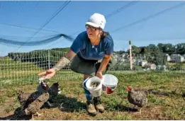  ?? STAFF PHOTO BY DOUG STRICKLAND ?? Jessie GanttTempl­e feeds chickens Friday on the farm she runs with her husband, Robert Temple, in SoddyDaisy.