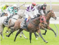  ?? Photo / Trish Dunell ?? Dual group two winner Ocean Emperor is set to concentrat­e on weight-for-age racing.