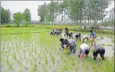  ?? WASEEM ANDRABI/HT PHOTO ?? Farmers plant rice seedlings in a field during the paddy-sowing n season on the outskirts of Srinagar.