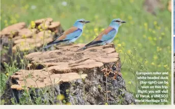  ??  ?? European roller and white-headed duck ( top right) can be seen on this trip. Right: you will visit El Torcal, a UNESCO World Heritage Site.