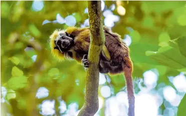  ?? CÉSAR BOLÍVAR ?? Al día de hoy la fundación que protege esta especie cuenta con 75 hectáreas de reserva del tití cabeciblan­co.