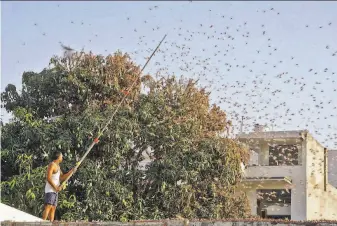  ?? Vishal Bhatnagar / AFP / Getty Images ?? A man tries to save a mango tree from swarms of locusts that have descended on a residentia­l area of Jaipur, India. The country is suffering its worst locust outbreak in 25 years.