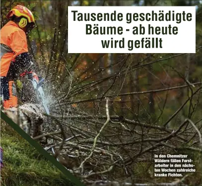 ?? ?? In den Chemnitzer Wäldern fällen Forstarbei­ter in den nächsten Wochen zahlreiche kranke Fichten.