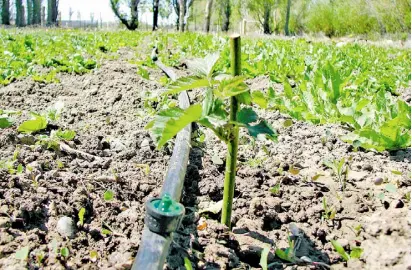  ??  ?? La tecnificac­ión de La Purísima implica usar el agua suficiente en el campo, sin desperdici­ar. /Marco Bedolla