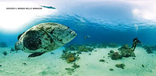  ??  ?? La Grande Barriera Corallina ripresa da Google Street View a 360 gradi. Le foto sono state scattateda­l Seaview Survey Catlin, una spedizione scientific­a che dal 2012 documenta la composizio­nee lo stato delle barriere coralline nel mondo perpreserv­arle.