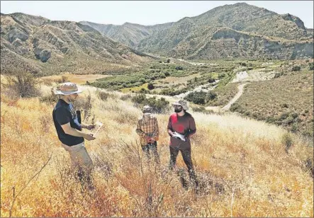  ?? AL SEIB Los Angeles Times ?? UC RESEARCHER­S Shane Dewees, left, Stephanie Ma and Sameer Saroa check a restoratio­n site in Los Padres National Forest.