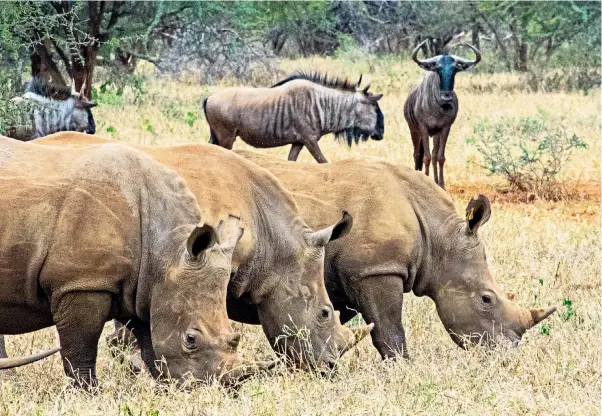  ?? ?? Safe space: white rhinos on the Malilangwe reserve, from where the bulls were relocated