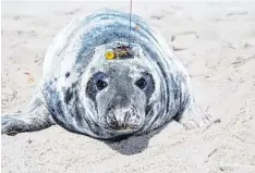  ?? Foto: Damian Lidgard ?? Mittels solcher Sonden will Franziska Bröll mehr über das Leben von Tieren im und am Meer, wie zum Beispiel dieser Robbe, herausfind­en.