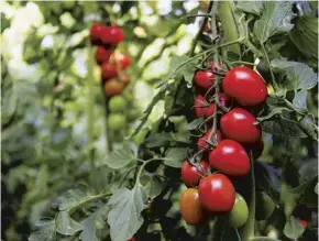  ??  ?? Pinch out tomato plants at the top of their support to promote fruit growth