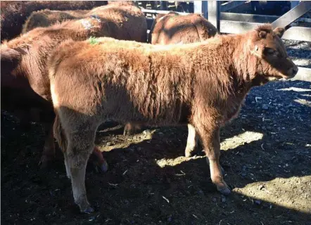  ?? PHOTO: CASSANDRA GLOVER ?? SHOW POTENTIAL: Elders stock agent Darren Hartwig bought a steer for a led steer client at 600c/kg at the Toowoomba sale on Monday.
