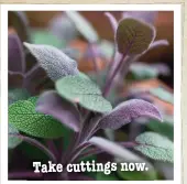  ??  ?? Take cuttings now.