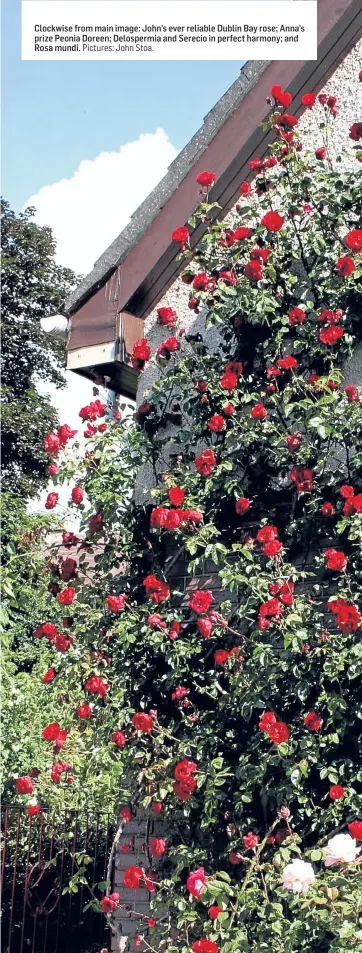  ?? Pictures: John Stoa. ?? Clockwise from main image: John’s ever reliable Dublin Bay rose; Anna’s prize Peonia Doreen; Delospermi­a and Serecio in perfect harmony; and Rosa mundi.