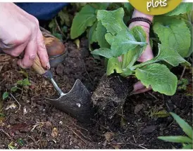  ??  ?? Add plenty of organic matter before planting to improve the soil