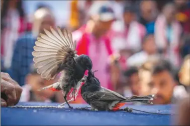  ?? (AP/Anupam Nath) ?? Two bulbul birds fight (above photo) Jan. 15 during the Magh Bihu harvest festival on the outskirts of Guwahati, India. (Top right photo) A bird owner waits for her bulbul bird to fight during the festival. (Top left photo) A pair of buffalo lock horns Jan. 16 during a fight held as part of the Magh Bihu harvest festival at Ahotguri village, India.