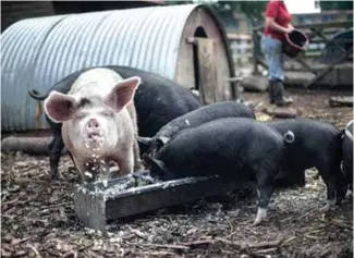  ?? (Photo courtesy of Stepney City Farm) ?? Pigs eating swill.