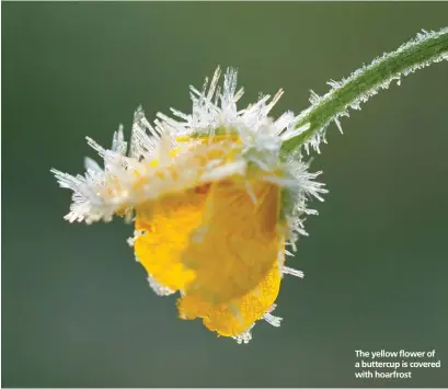  ??  ?? The yellow flower of a buttercup is covered with hoarfrost