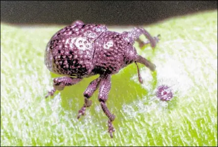  ?? CLEMSON UNIVERSITY ?? The cowpea curculio weevil is a very real threat to Georgia’s black-eyed pea crop.