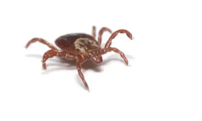  ??  ?? A handful of infected ticks are believed to have been found in England. Photograph: edelmar/Getty Images