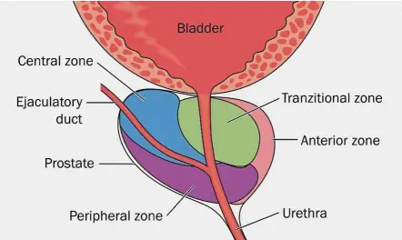  ?? — 123rf.com ?? The prostate gland relative to the bladder and urethra and the zones of the prostate in cross section.