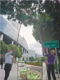  ?? SUNSTAR FOTOS / JONOLIN LUAB ?? MANGO FESTIVAL. From left, Lapu-Lapu City Tourism Officer Hembler Mendoza and Megaworld president Noli Hernandez harvest mangoes at Mactan Newtown. Officials are contemplat­ing holding a Mango Festival soon.