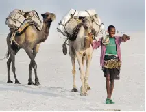  ?? PAUL SCHEMM/WASHINGTON POST ?? A herder leads camels carrying tablets of salt in the Afar Region.