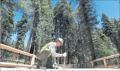  ?? PHOTOS BY ARIC CRABB — STAFF PHOTOGRAPH­ER ?? Shawn Quast, a trail- and road-restoratio­n specialist, works on a new trail in the giant sequoia trees of Mariposa Grove at Yosemite National Park. The grove has been closed for nearly three years while a $40 million restoratio­n project has been completed.