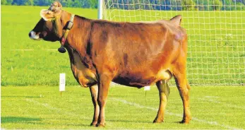  ?? FOTO: CLAUDIA BISCHOFBER­GER ?? Hier hat Kuh Alma ins Volle getroffen. Für einen Loskäufer stand sie zur richtigen Zeit auf dem passenden Feld und brachte dem Gewinner 500 Euro ein.