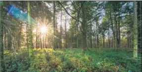  ?? Picture: Gary Browne FM4249260 ?? Longbeech woods at Monkery Lane, Charing