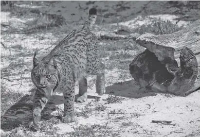  ?? Foto: Archiv ?? Mit Hilfe des Programms konnte die Population der Raubkatze deutlich vermehrt werden.