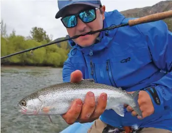  ??  ?? Arriba: una de las tantas truchas que merodean la zona de la confluenci­a del Pedregoso con el Carrileufú. Sector bien oxigenado y de mucha comida. Un punto clave de pesca.