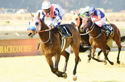  ?? Picture: JC Photograph­ics ?? FORM RUNNER. Inn A Million has the best form in Race 5 at the Vaal tomorrow and with Gavin Lerena up looks a possible banker in all bets.