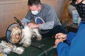  ??  ?? Rob Martin, a volunteer with the nonprofit Hope 4 Hounds, shaves Gizmo’s fur.