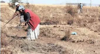  ?? | ?? LAND grabbers clean and measure their own stands for their shacks on open land south of Johannesbu­rg.